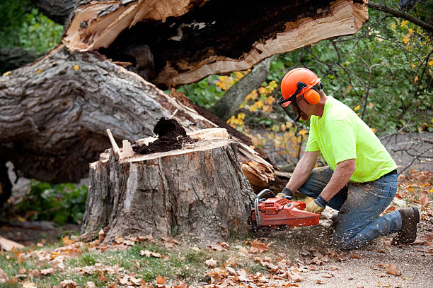 Best Tree Planting  in USA